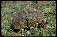 : Testudo pardalis; Leopard Tortoise