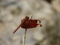 : Neurothemis fulvia; Fulvous Forest Skimmer