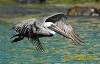 Photo of pelikán hnědý Pelecanus occidentalis Brown Pelican Braunpelikan Pelícano Alcatraz