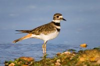 Kildeer - Charadrius vociferus - Embalse Cecebre - Coru