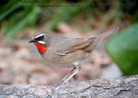 ノゴマ 700*500 50K Siberian Rubythroat Erithacus calliope (or Luscinia calliope)