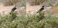 Pied Wheatear