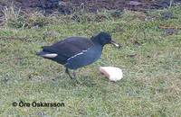 Common Moorhen Gallinula chloropus