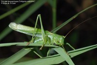 Stor grøn løvgræshoppe (Tettigonia viridissima ) Foto/billede af