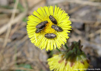 Anthaxia helvetica