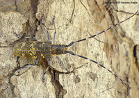 Monochamus galloprovincialis pistor