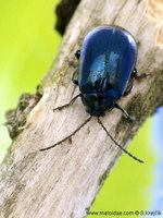Agelastica alni