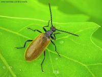 Lagria atripes