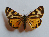 Parasemia plantaginis - Wood Tiger