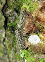 Apaidia mesogona