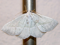 Campaea margaritaria - Light Emerald