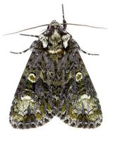 Craniophora ligustri - The Coronet