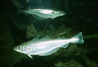 Image of Merlangius merlangus, Whiting, Murluts, Peskadil