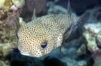 Diodon hystrix, Spot-fin porcupinefish: fisheries, aquarium