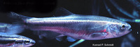 Phoxinus neogaeus, Finescale dace: