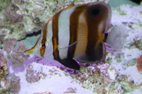 Chelmon muelleri, Blackfin coralfish: aquarium