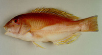 Choerodon robustus, Robust tuskfish: fisheries