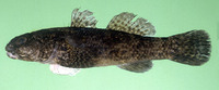 Bathygobius cotticeps, Cheekscaled frill-goby: