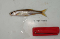 Anaecypris hispanica, :