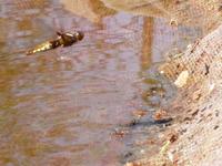 Libellula depressa - Broad-Bodied Chaser