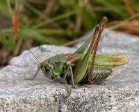 Decticus verrucivorus - Wart-biter