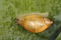 Succinea putris - European ambersnail