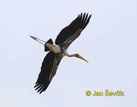 Mycteria leucocephala - Painted Stork