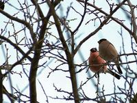 Pyrrhula pyrrhula - Eurasian Bullfinch