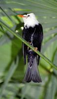 Hypsipetes madagascariensis - Madagascar Bulbul