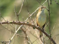 Acrocephalus schoenobaenus - Sedge Warbler