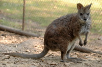 Macropus eugenii - Tammar Wallaby