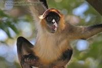 Ateles geoffroyi - Central American Spider Monkey