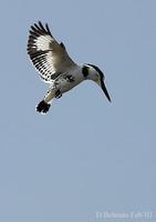 Image of: Ceryle rudis (pied kingfisher)