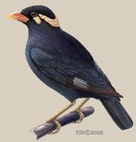 Image of: Gracula religiosa (hill myna)