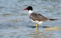 Image of: Larus leucophthalmus (white-eyed gull)