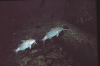 Parupeneus cyclostomus - Blue Goatfish