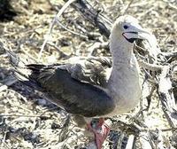 Image of: Sula sula (red-footed booby)