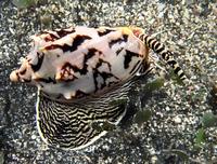 Image of: Volutidae