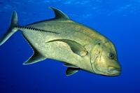 Image of: Caranx lugubris (black jack)