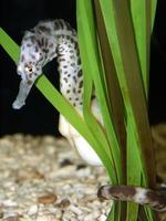 Image of: Hippocampus abdominalis (large seahorse)