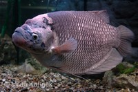 Osphronemus goramy - Giant Gourami