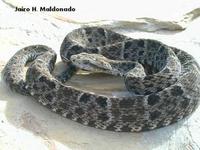 Image of: Bothrops colombiensis