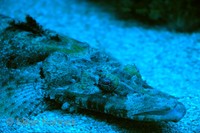 Papilloculiceps longiceps