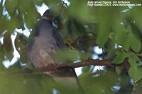 Ashy Wood Pigeon - Columba pulchricollis