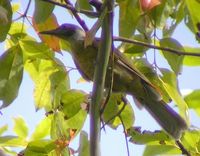 Grey-collared Oriole - Oriolus forsteni