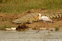 Yellow-billed Stork - Mycteria ibis