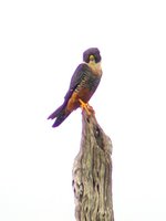 Bat Falcon - Falco rufigularis