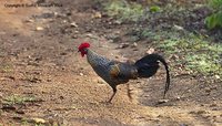 Gray Junglefowl - Gallus sonneratii