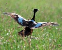 Lesser Florican - Sypheotides indica