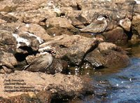 Rock Pratincole - Glareola nuchalis